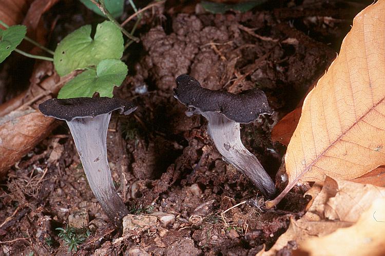  Image name: Trombetta dei Morti6.jpg 
 width: 750 pixel 
 height: 500 pixel 
 Size: 85943 bytes 
 Click to enlarge 